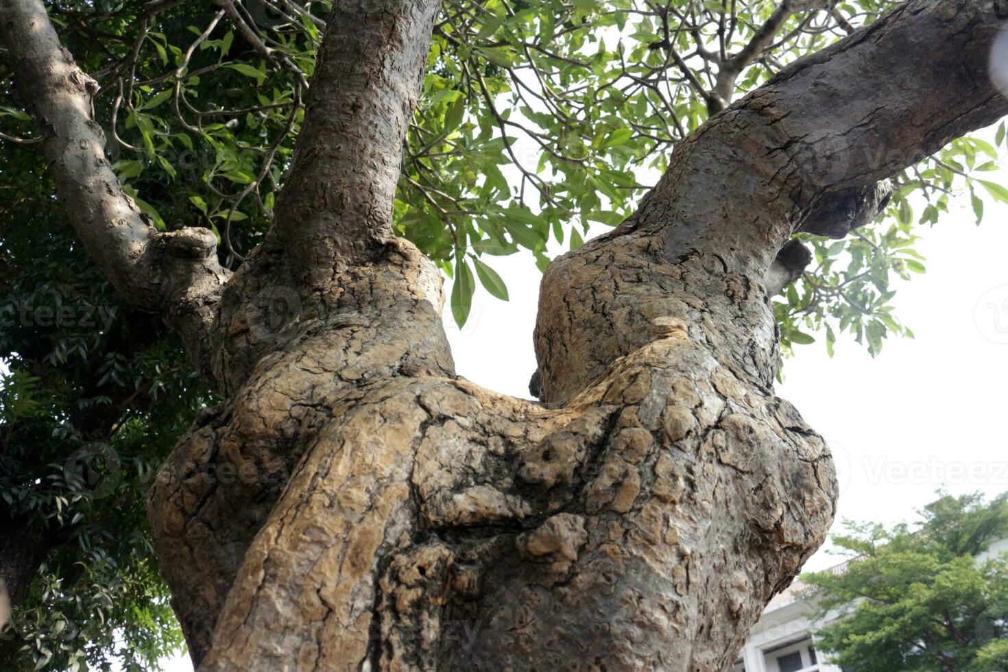 Old tree trunks in a city park photo