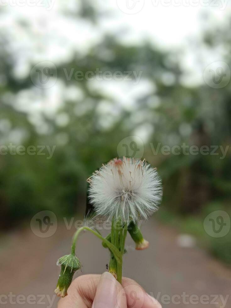 blanco diente de león en mano en difuminar antecedentes foto