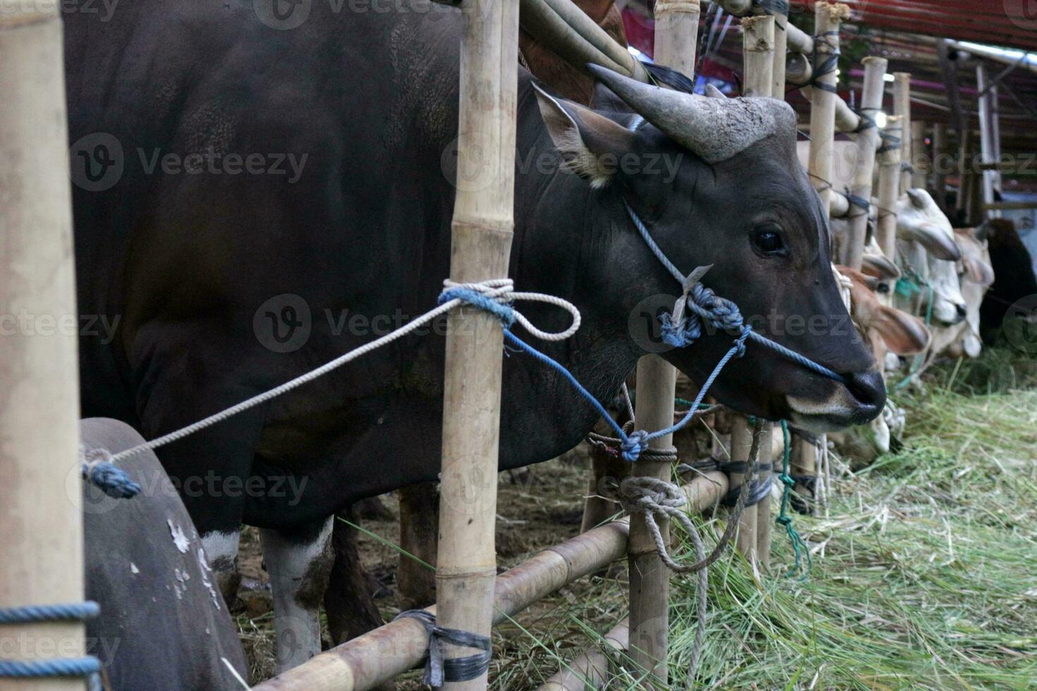 cows are eating grass photo