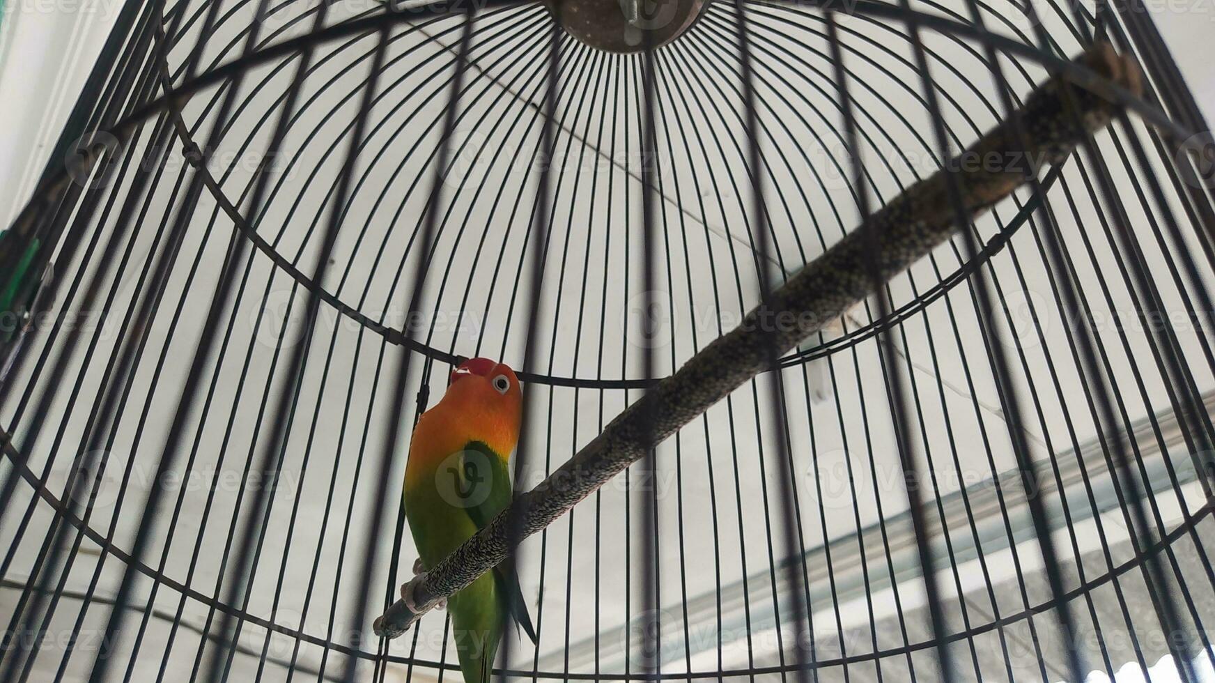 The cutest love bird is in a cage photo