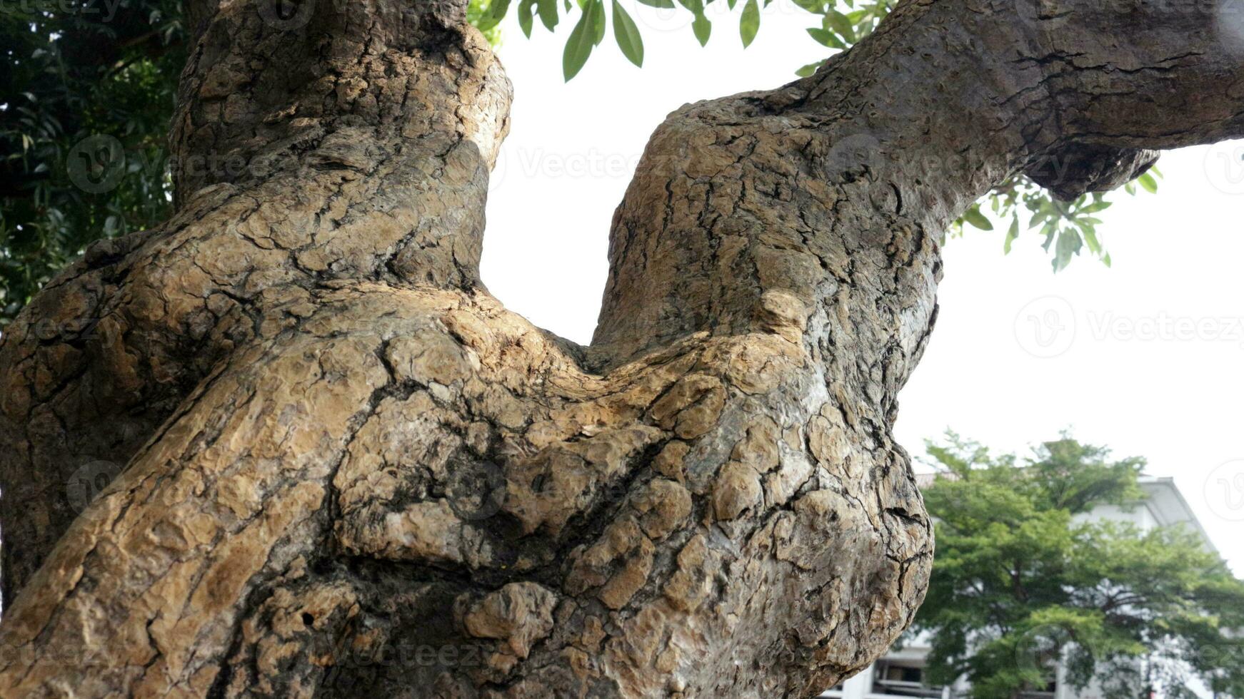Old tree trunks in a city park photo
