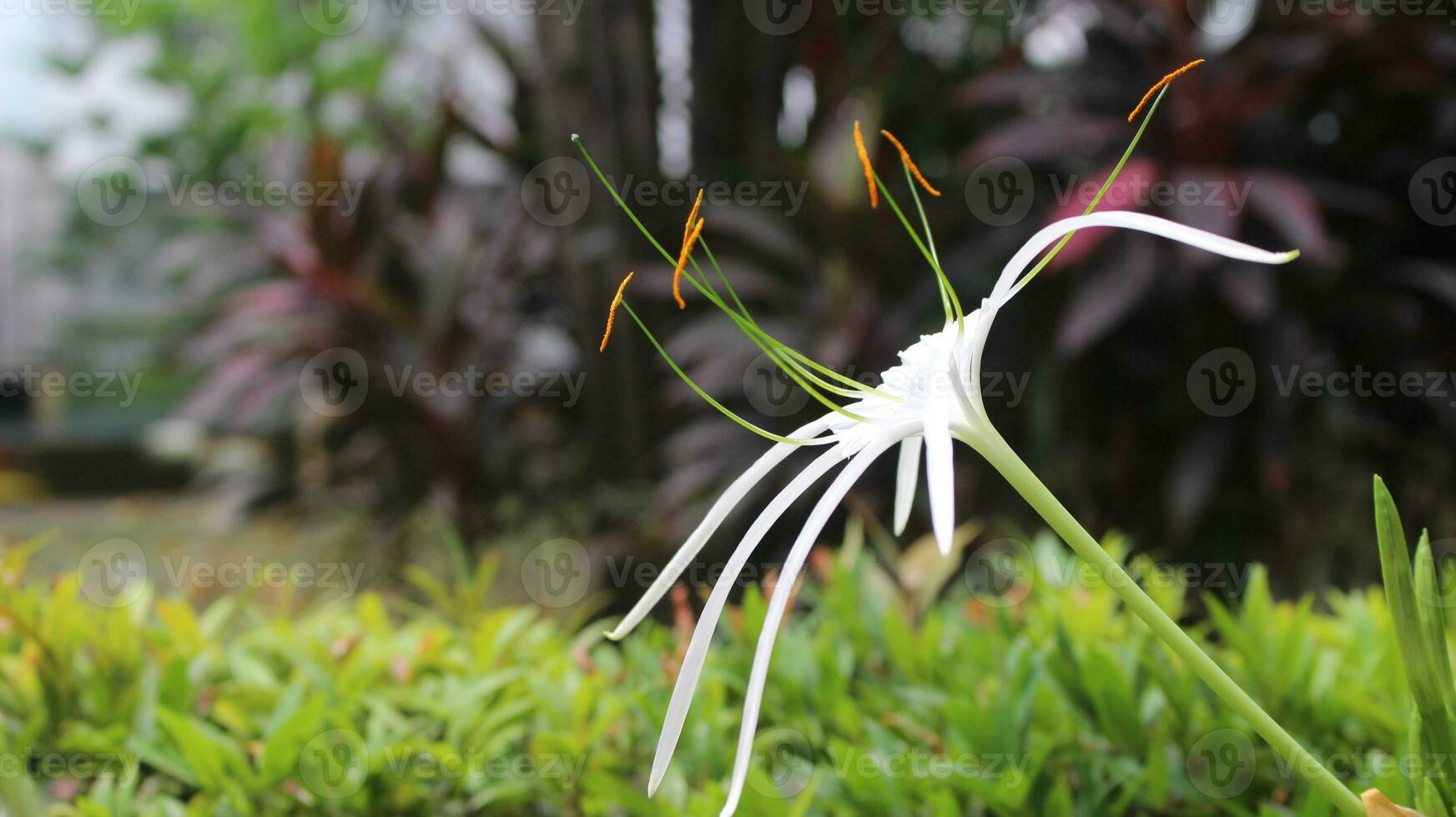 Close-up view of white flowers in the garden photo
