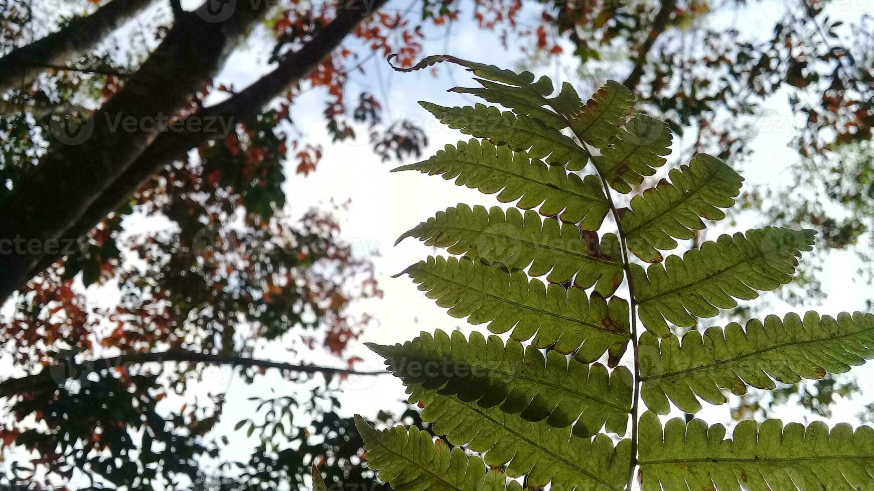 ver de un hoja desde abajo en un jardín foto