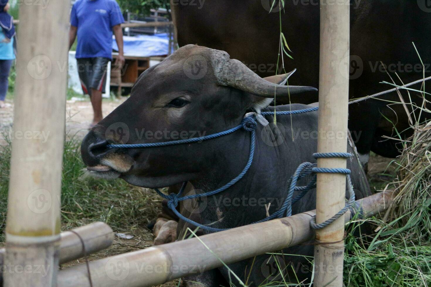 cows are eating grass photo