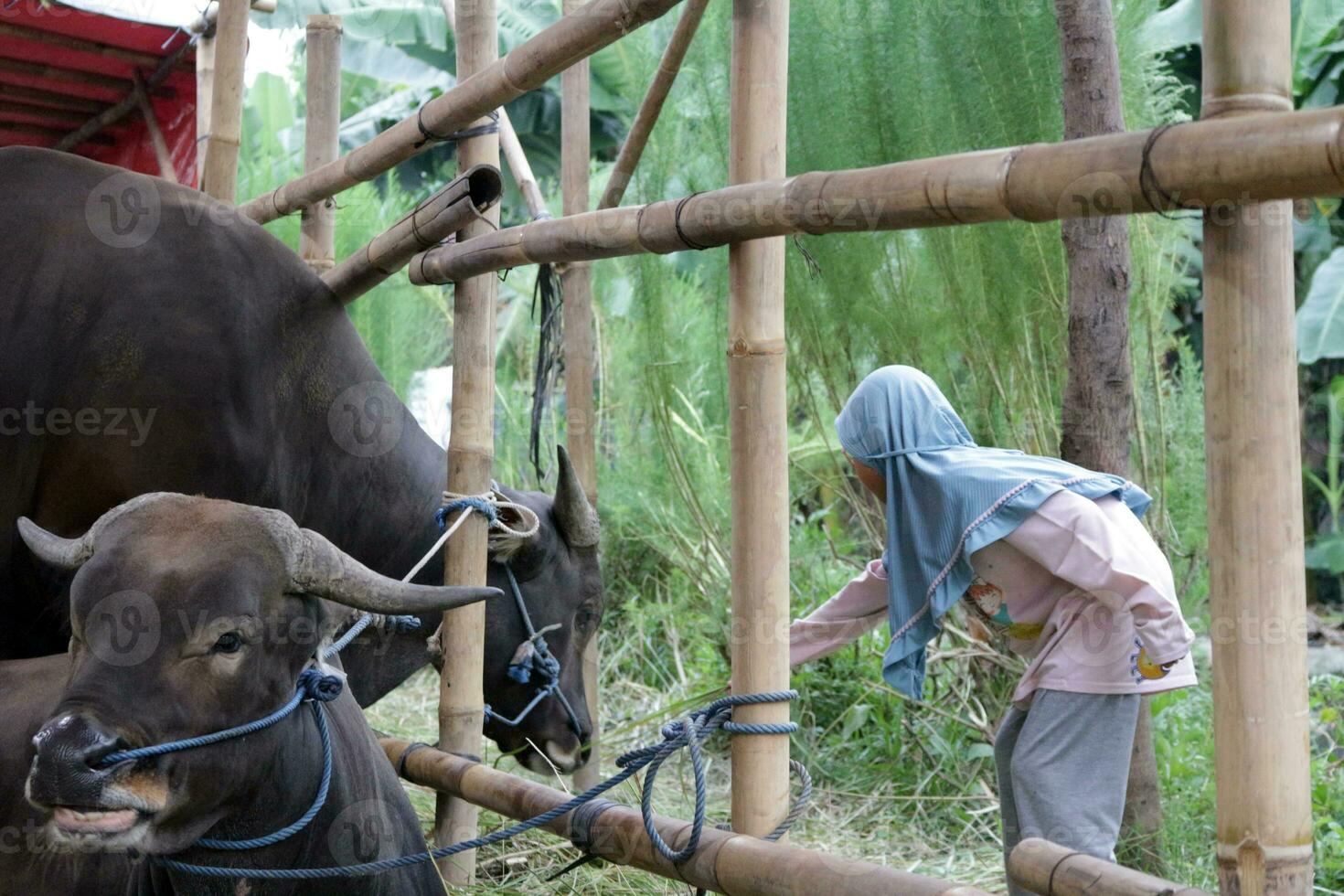 Girl who is feeding a cow photo
