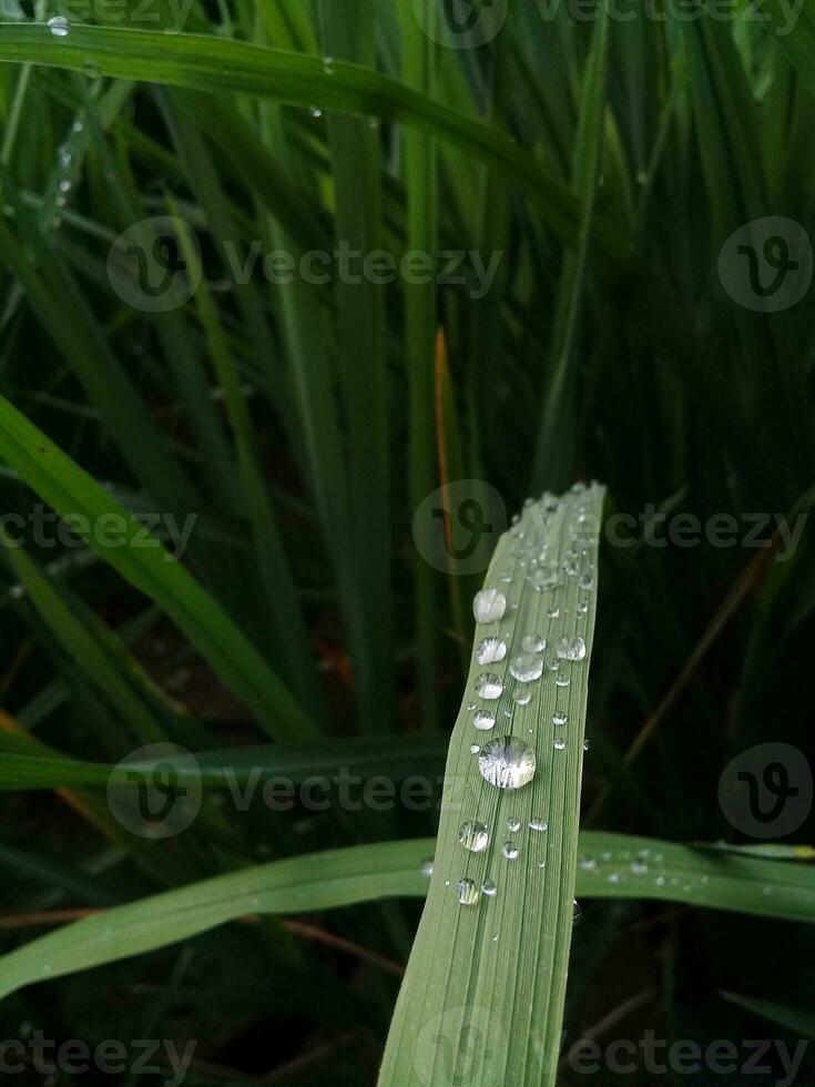 agua gotas en largo hojas después lluvia foto