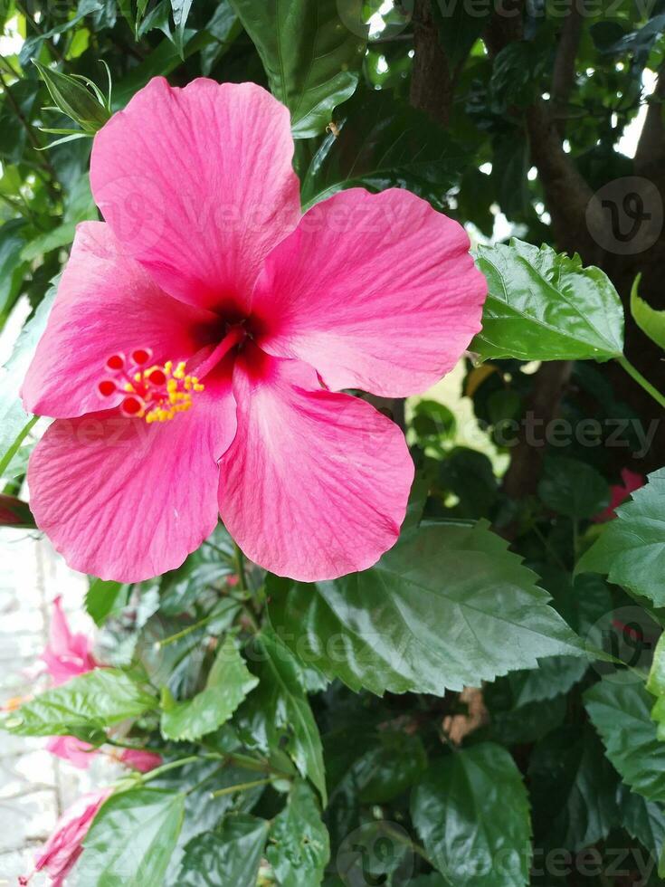 Red hibiscus flowers photo