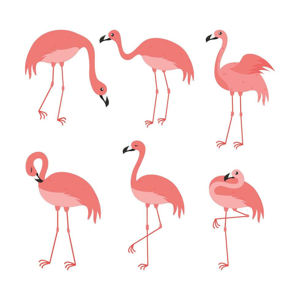 Pink Flamingo Cartoon Illustration Isolated In White Background. Summer Animal Illustration vector