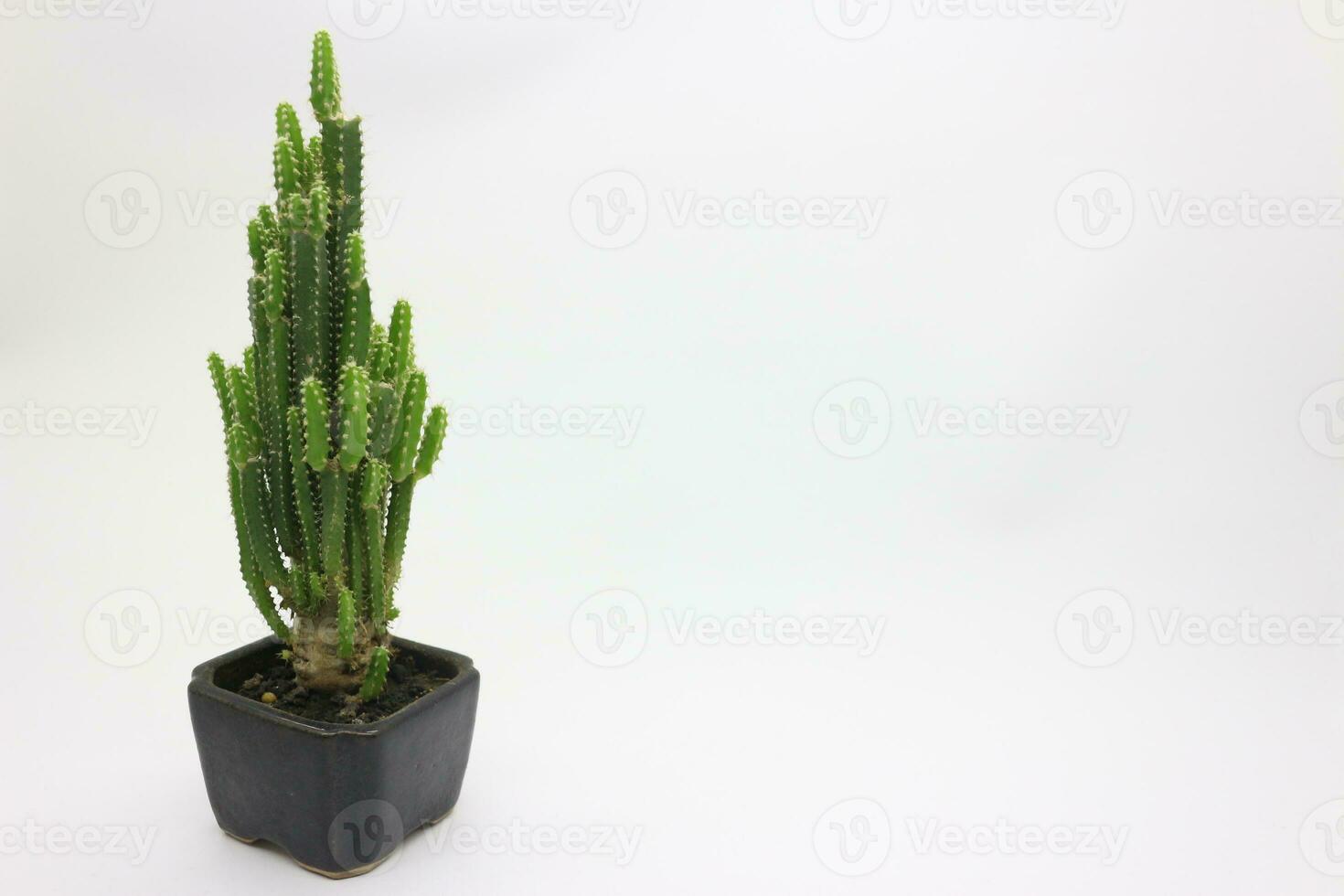 Cactus plants in small pots photo