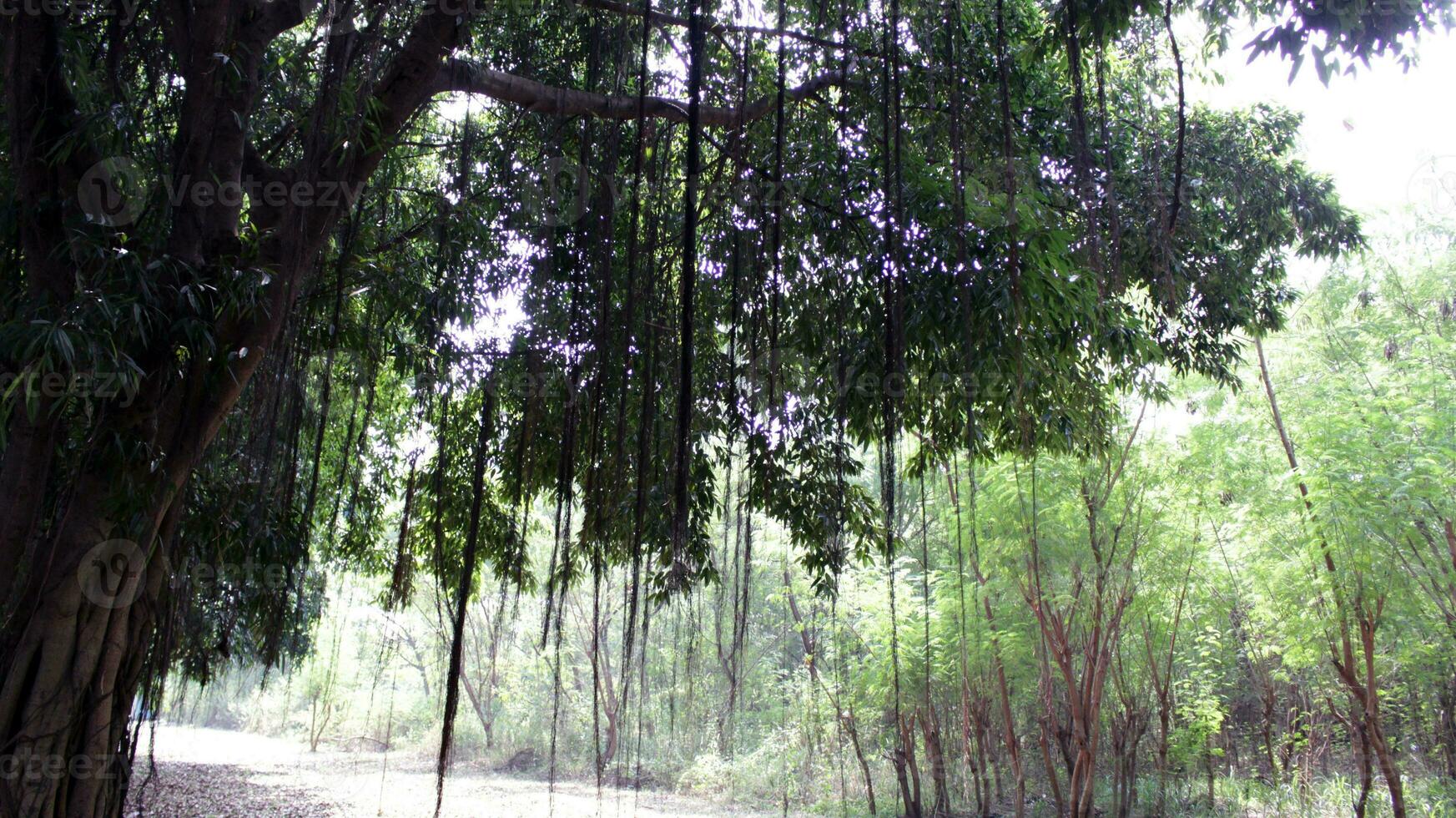 Shady old tree like rain photo