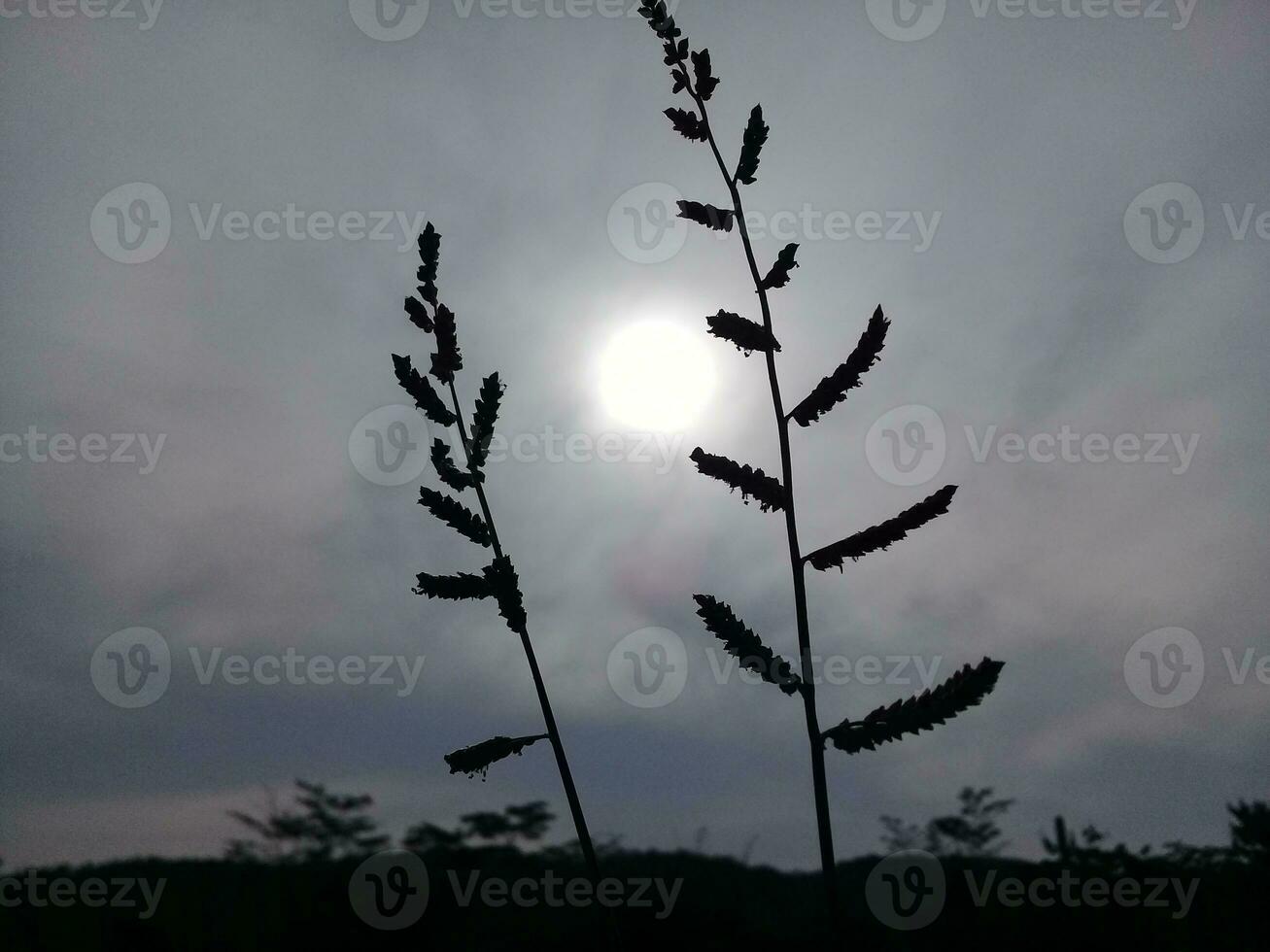 Plants with a bright moon and dark clouds photo