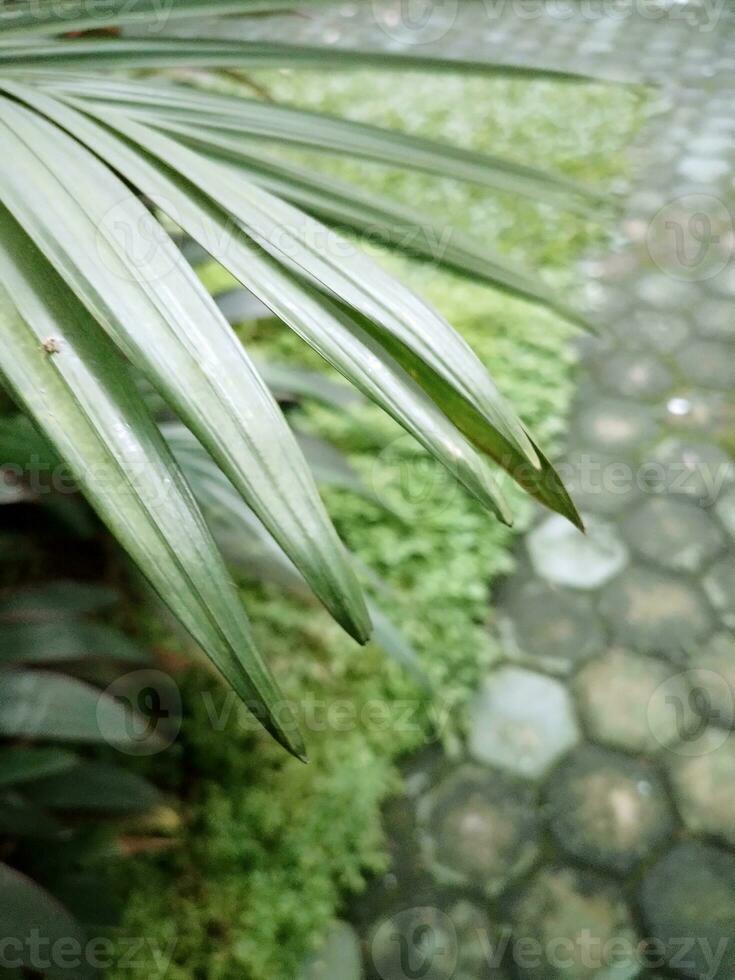 verde planta después el lluvia foto