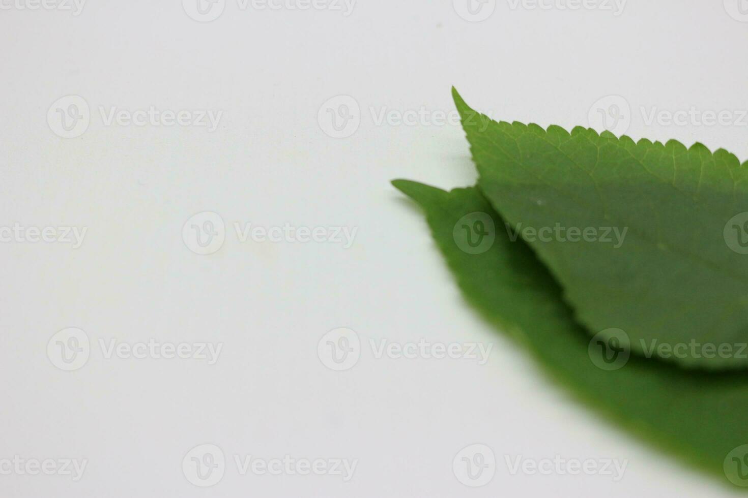A portrait of a leaf with a white background photo