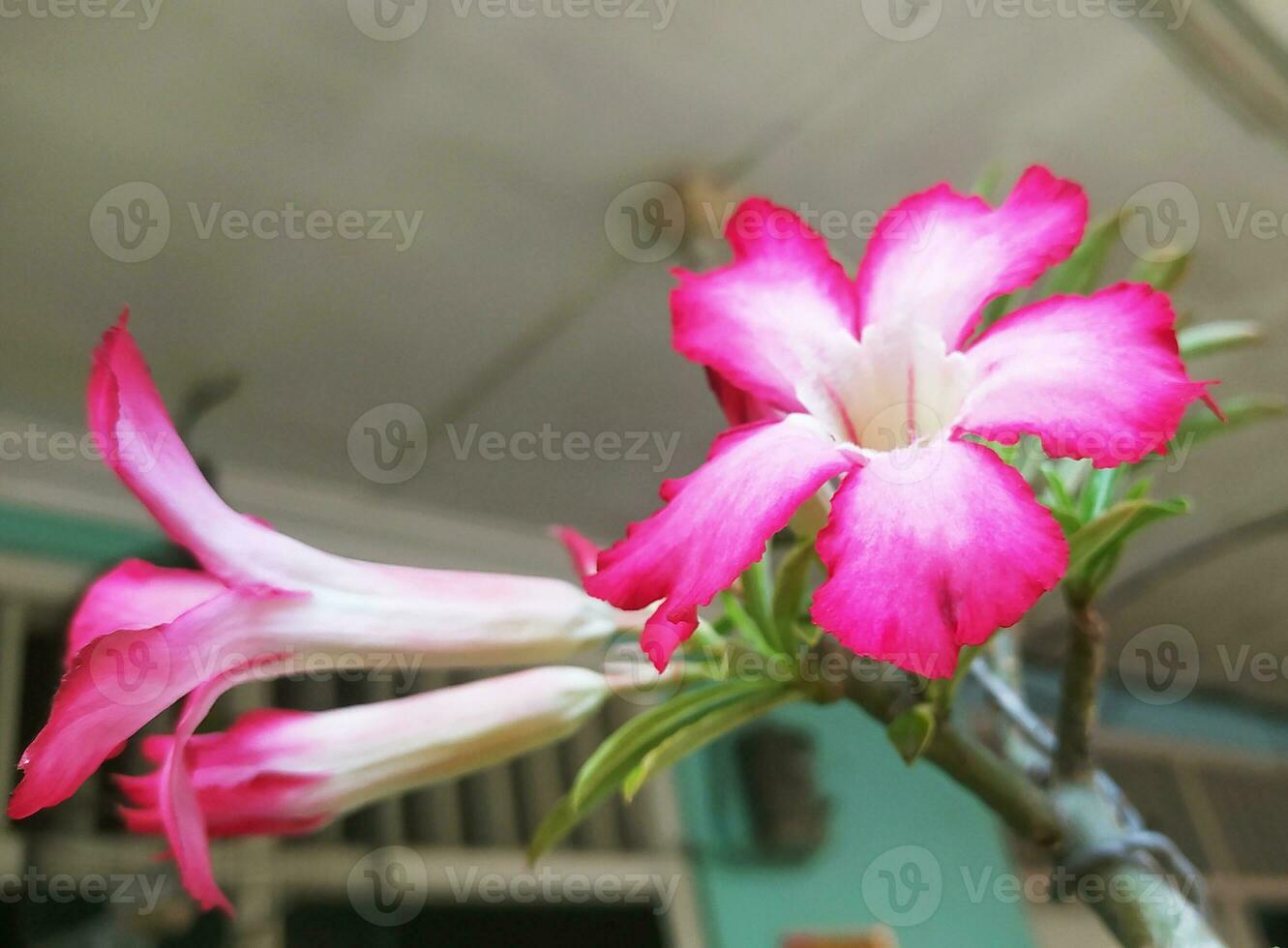 Frangipani trees that are developing pink frangipani flowers photo