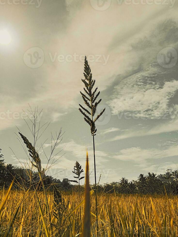 View of yellow rice fields with tall grass and clouds photo