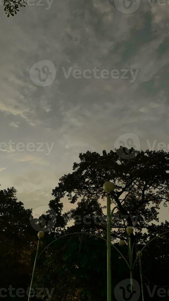 View of shady trees on the playground photo