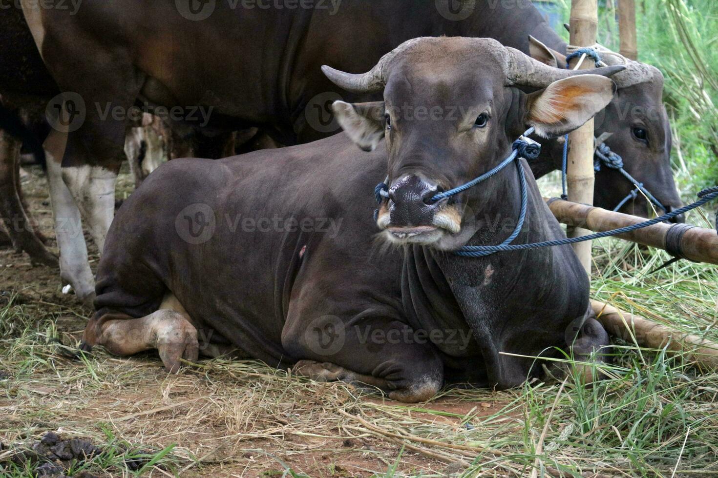 Big black cow photo