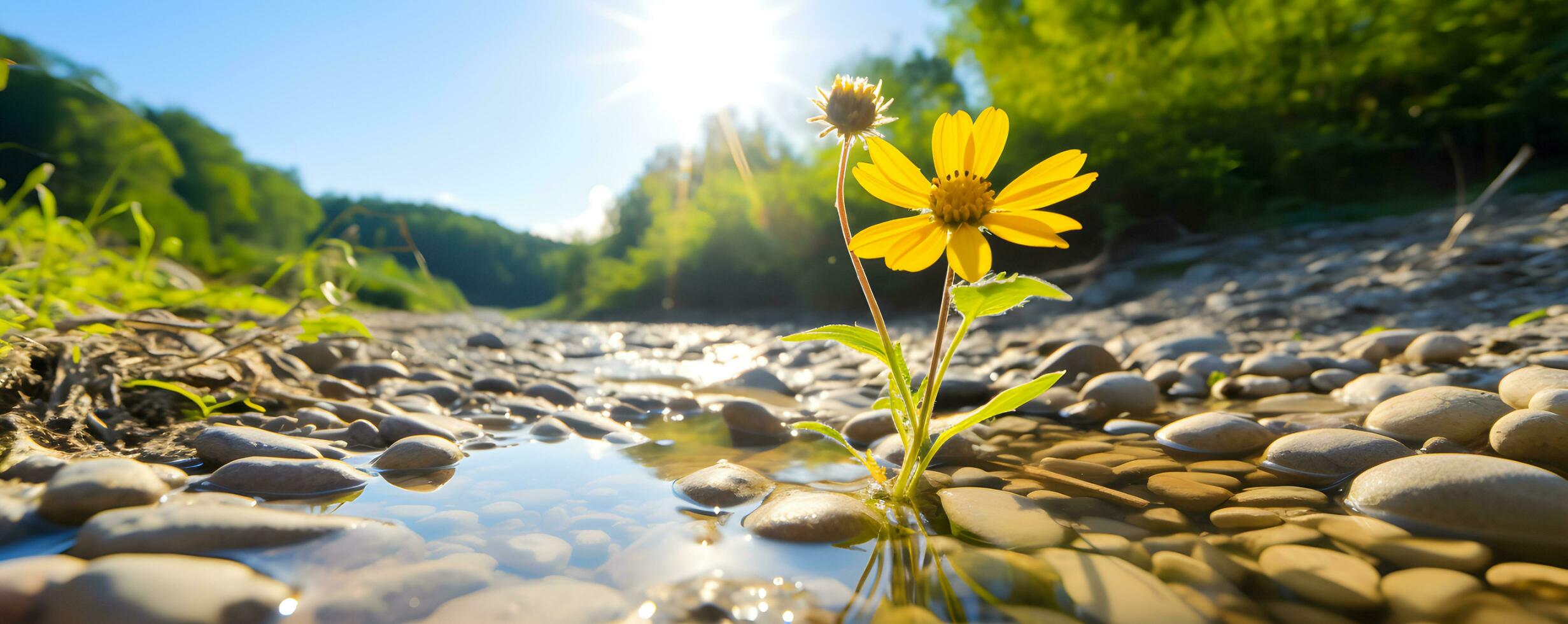 Alone wild flower among grass in sunlight photo