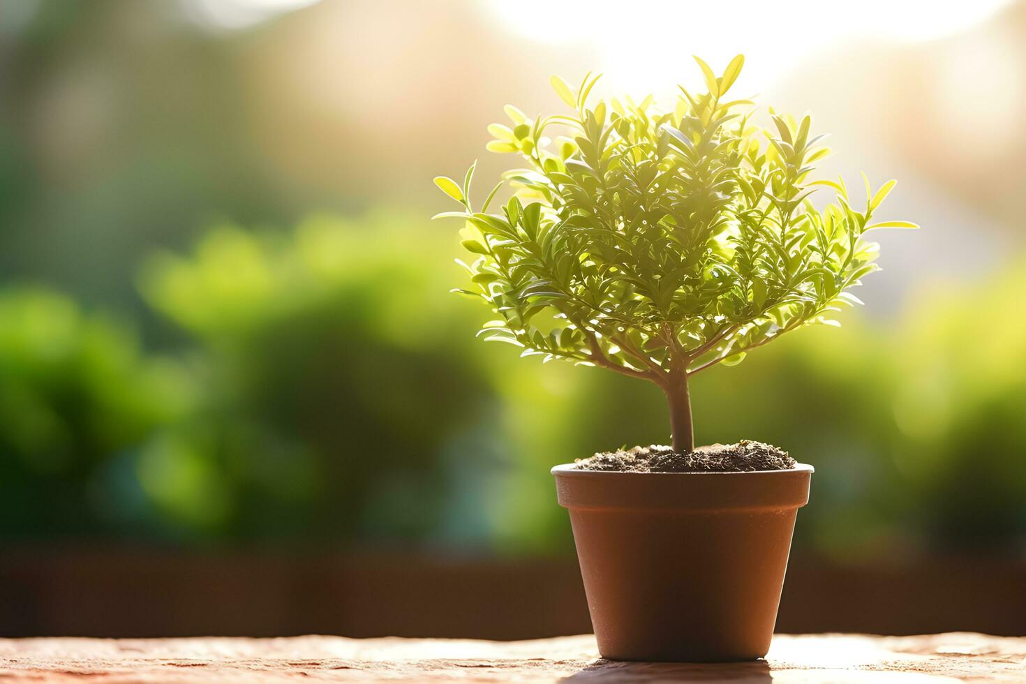 Small tree growing with sunshine in garden. eco concept photo