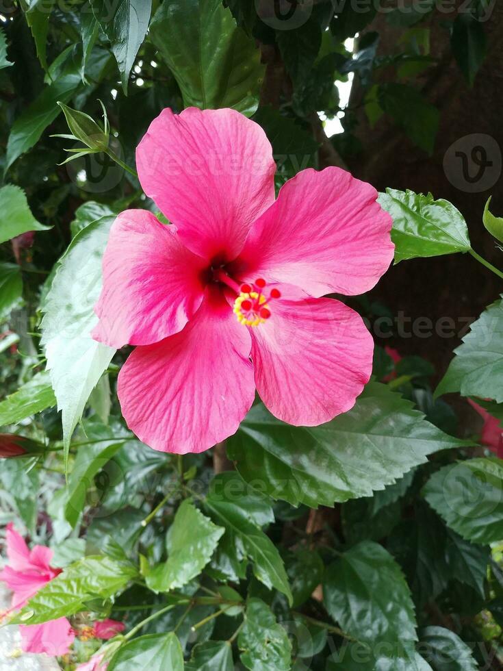 Red hibiscus flowers photo