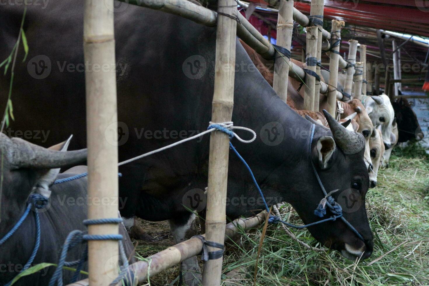 cows are eating grass photo