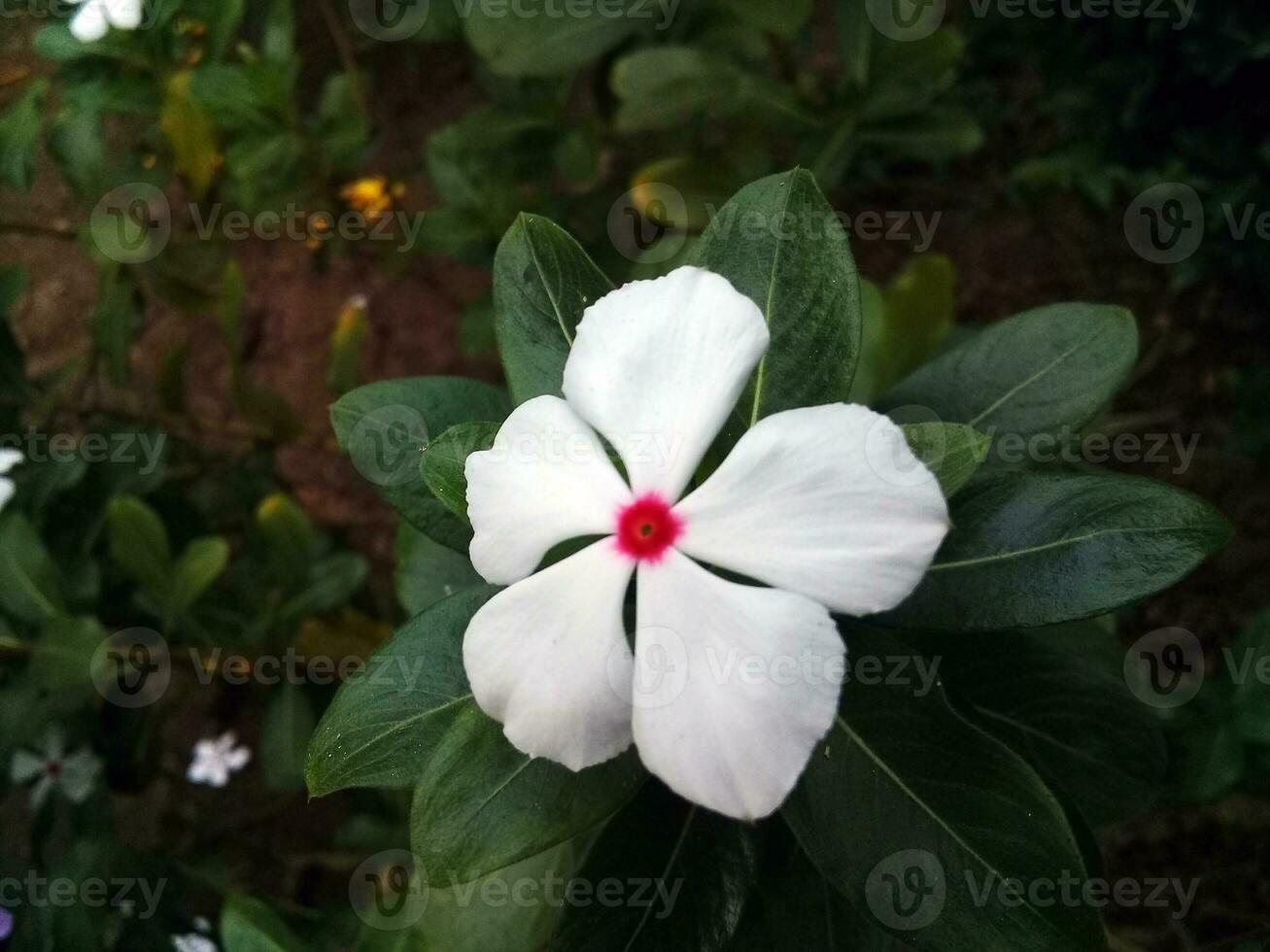 Small white madagascar periwinkle flowers blooming in the garden photo