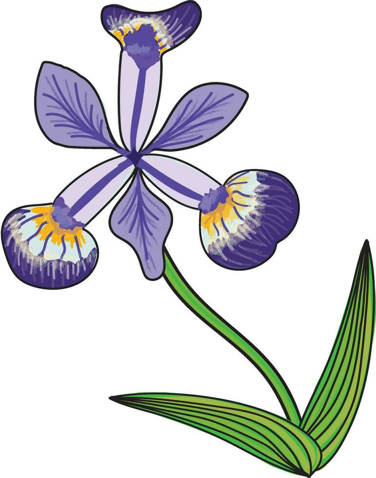 Iris flower illustration, Iris versicolor or northern blue flag iris vector