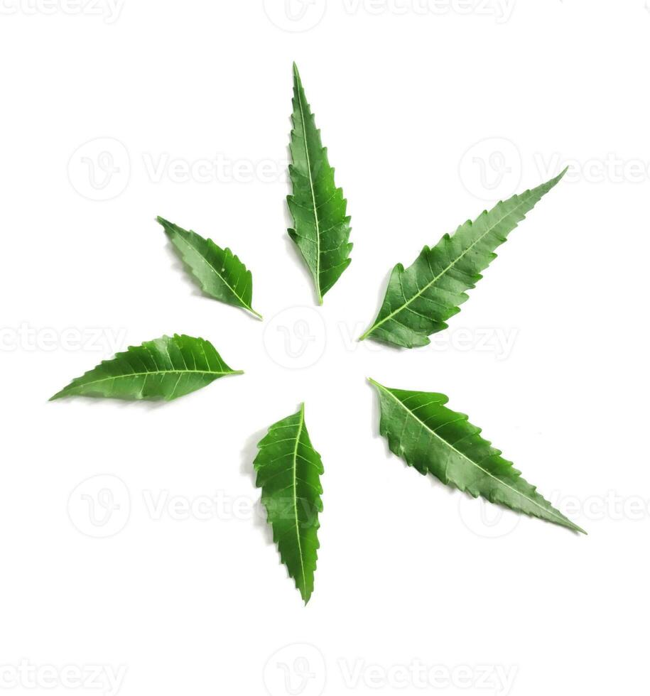 Green medical Neem leaves isolated on white background round circle photo