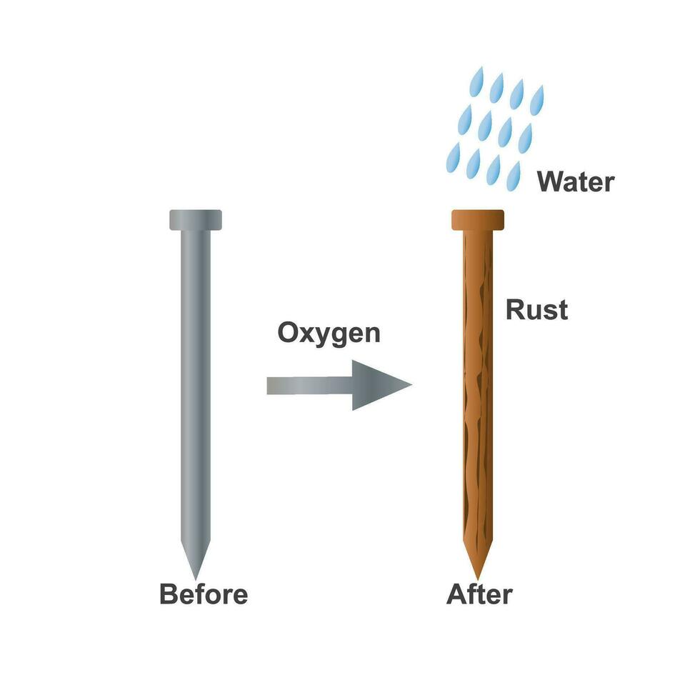 Rusting of iron nail experiment diagram. vector