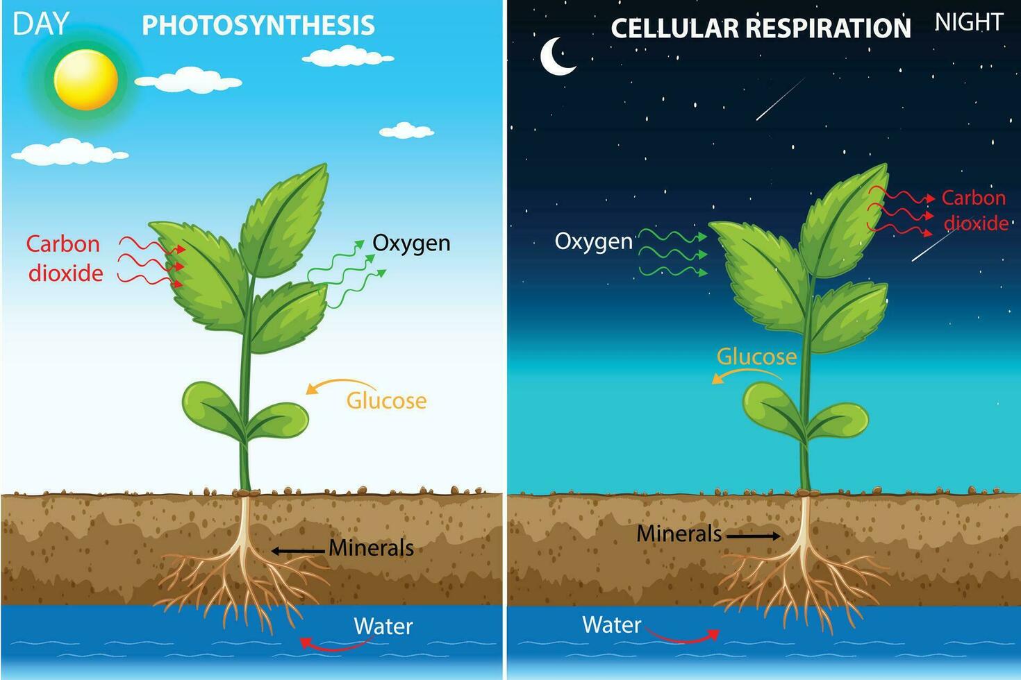 fotosíntesis y celular respiración vector