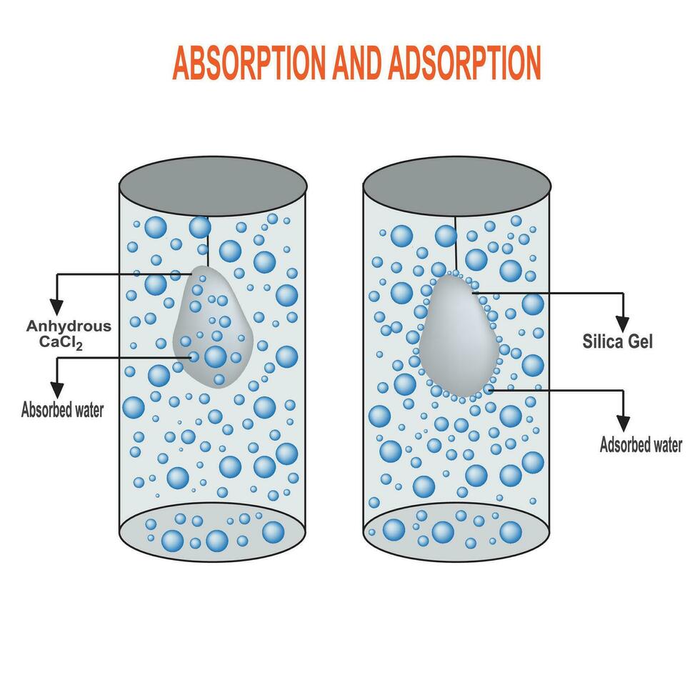 difference between adsorption and absorption vector illustration