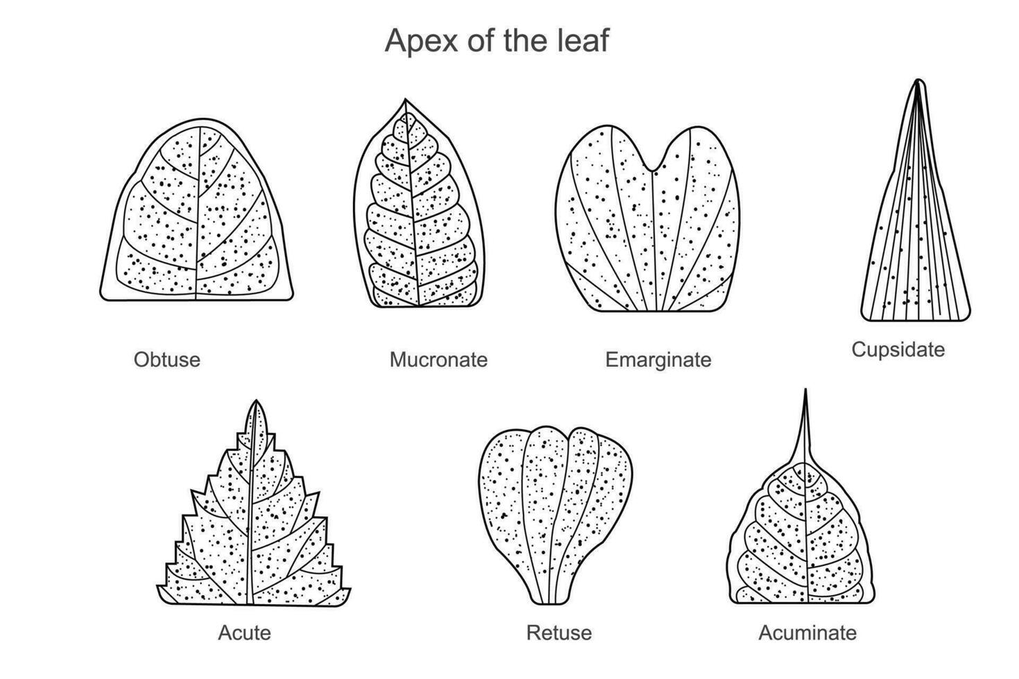 Leaf apex,a protruding part of leaf where water droplets accumulate ,ostuse,acute,acuminate,cupsidate,retuse, emarginate,mucronate vector