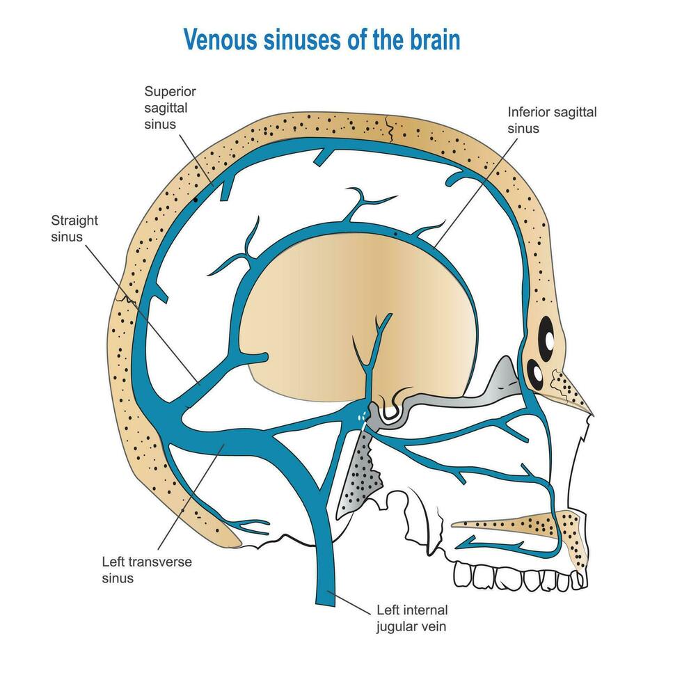venoso senos paranasales de el cerebro visto desde el Derecha lado,médico plano vector ilustración para clínica o educación.