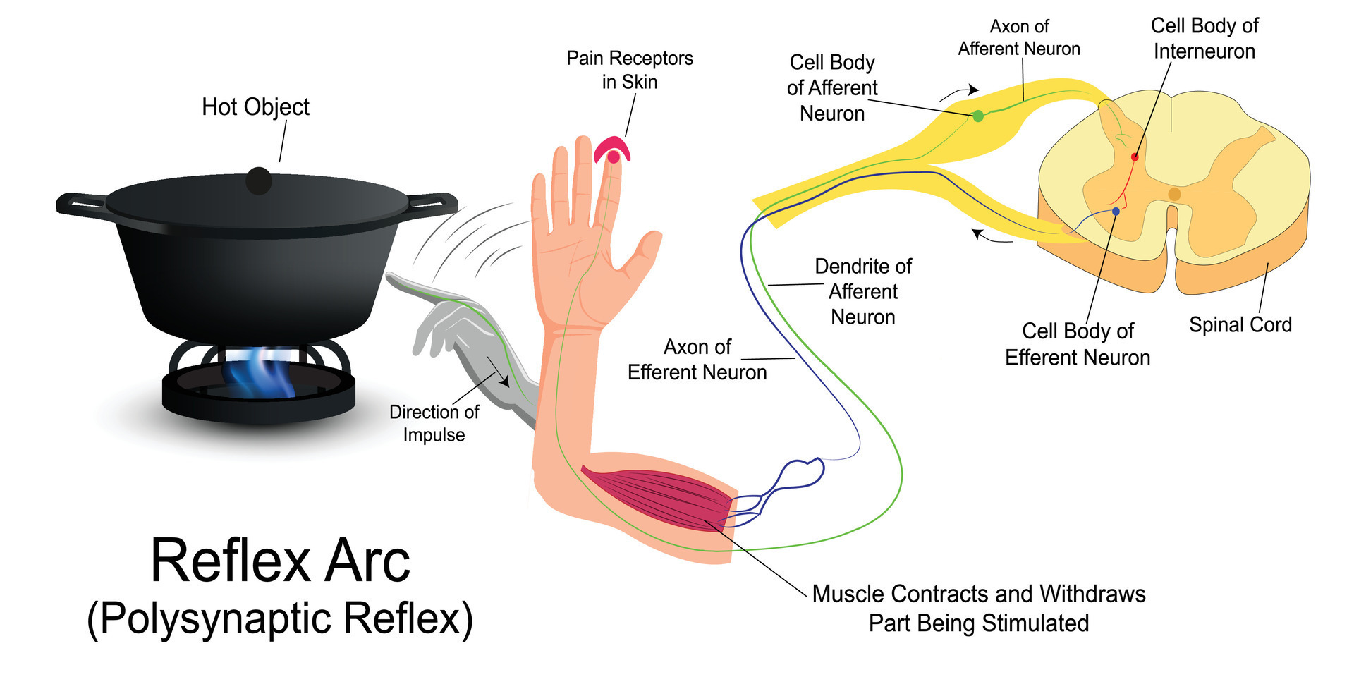 Reflex Arc Infographic Diagram With Example 27798499 Vector Art At what-is-the-virgo-motto-thereadingtub