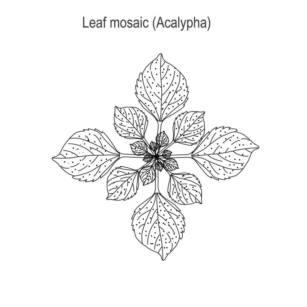 Leaf mosaic,an important adaptation which makes maximum use of dispersed light,may be spiral,opposite or verticillate. botany illustration. vector