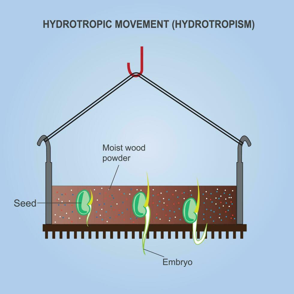 hidrotropismo es el direccional crecimiento de plantas raíz hacia agua o humedad. hidrotrópico movimienot. botánica concepto. trópico movimienot. vector