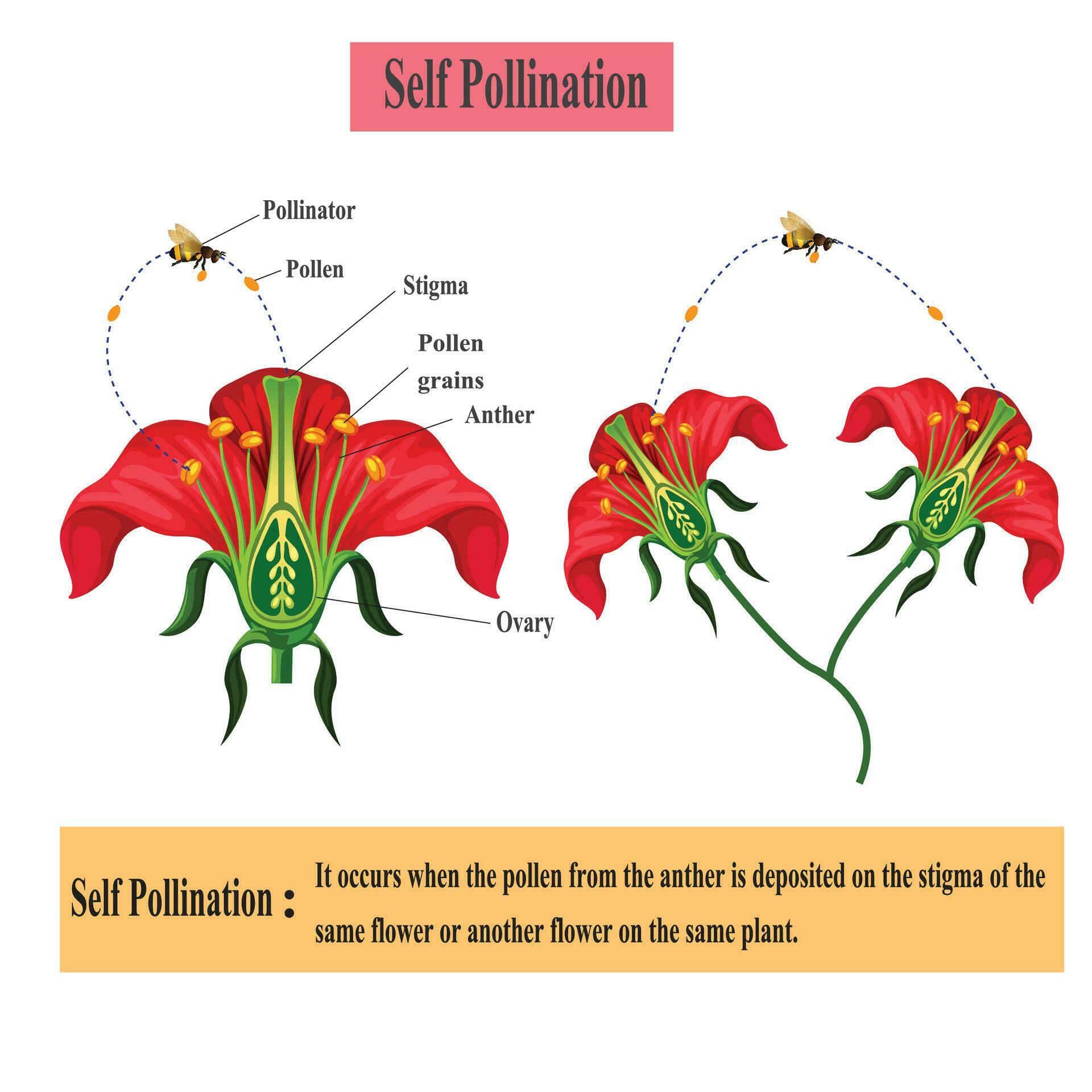 Self pollination Pollination Of Flowering Plants Scheme For Biology cross-pollination-the-daily-garden