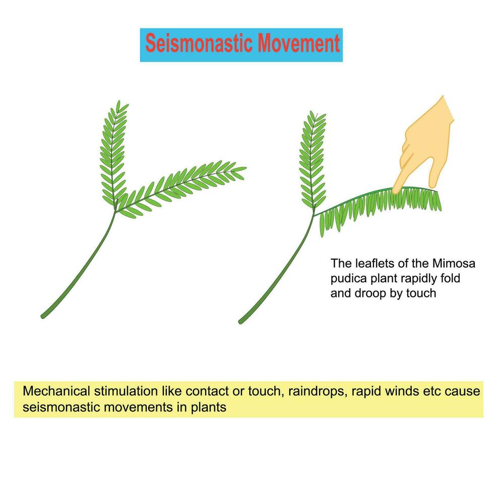 Seismonastic movement in plants, mechanical stimulations like contact or touch, raindrops, rapid winds etc cause this movement. vector