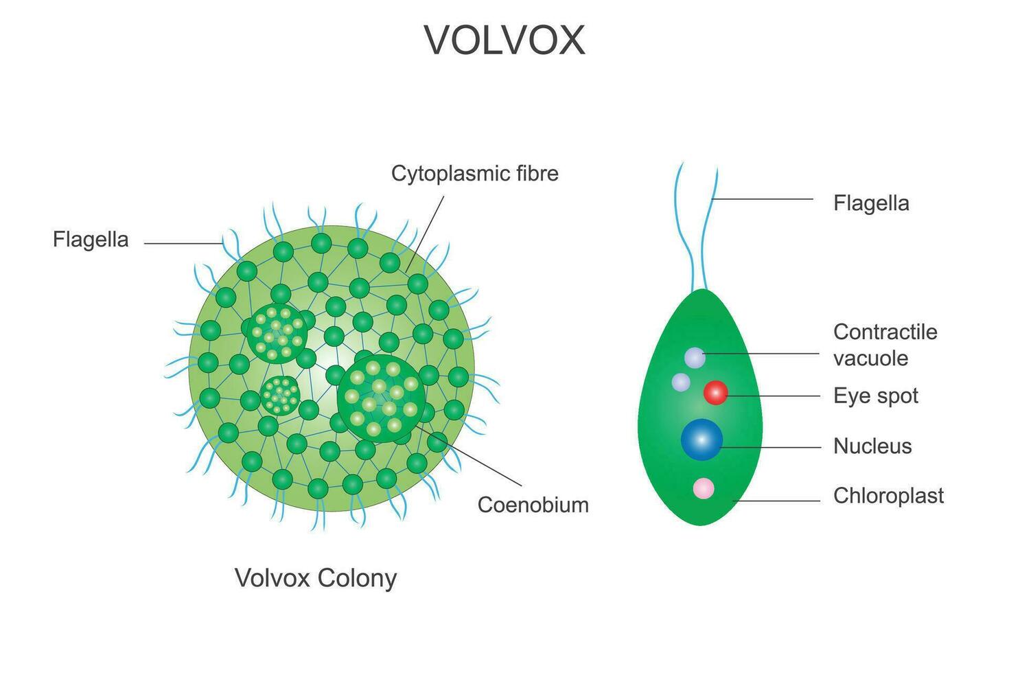 Volvox colony, volvox,Polyphyletic genus of chlorophyte green algae, volvocaceae family, habitat in freshwater,chlorophyta, botany illustration vector