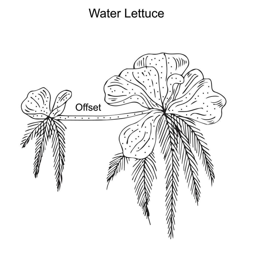 Water lettuce, offset of water lettuce, sub aerial modification of stem, pistia, roots, botany concept, illustration on white background. vector