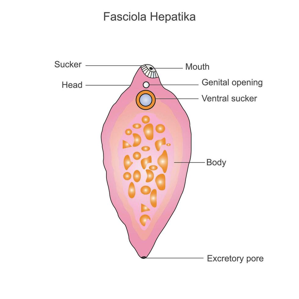 fasciola-diagram