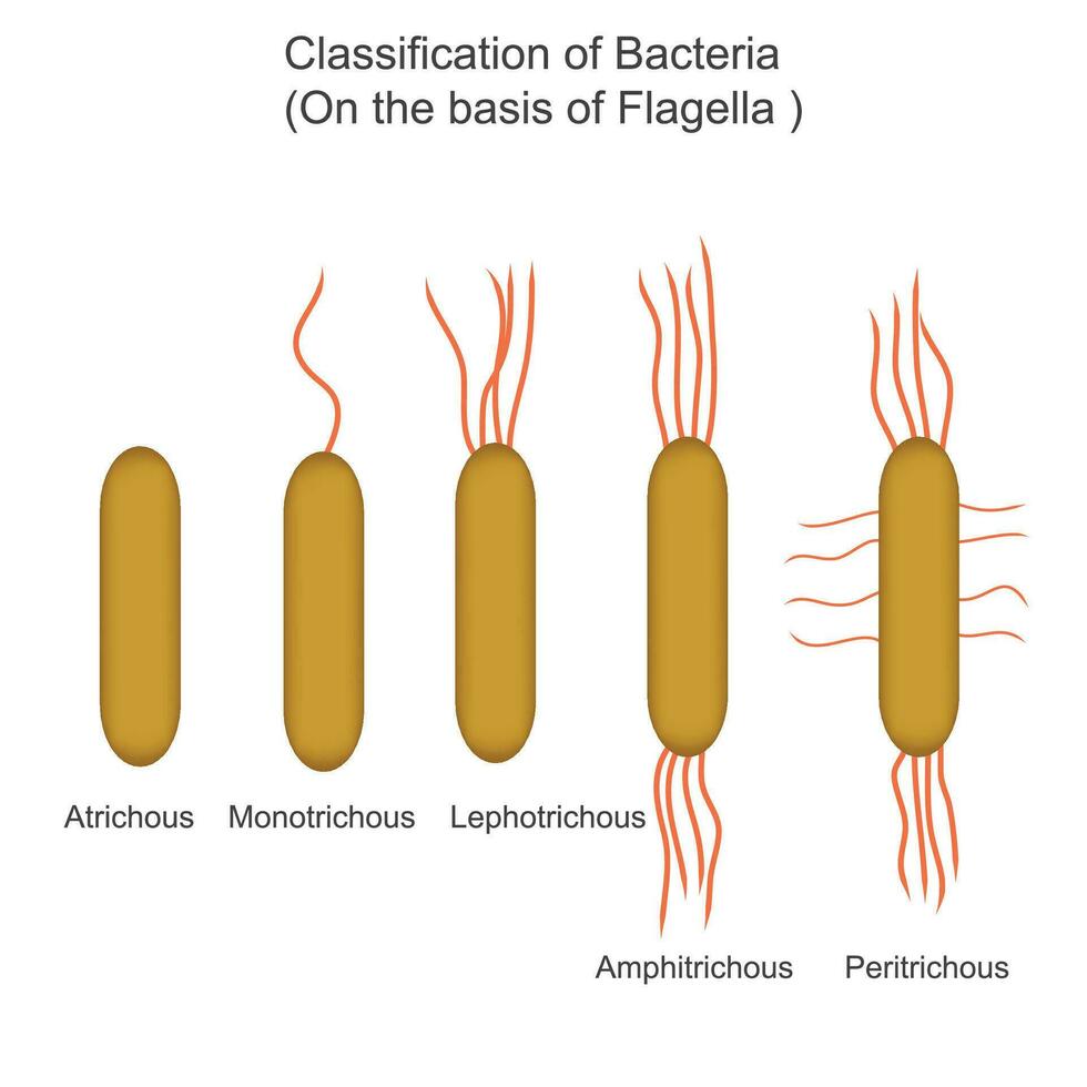 classification of bacteria on the basis of Flagella,atrichous, monotrichous, lophotrichous, amphitrichous, peritrichous, biology concept vector