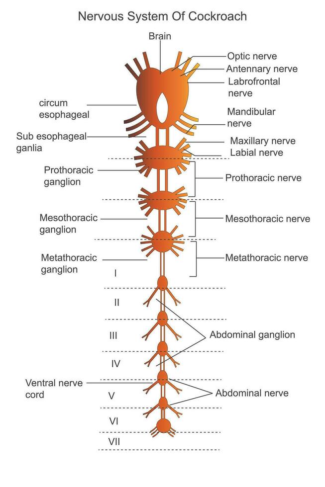 Nervous system of cockroach. Anatomy of cockroach. Labelled diagram. Botany illustration. vector