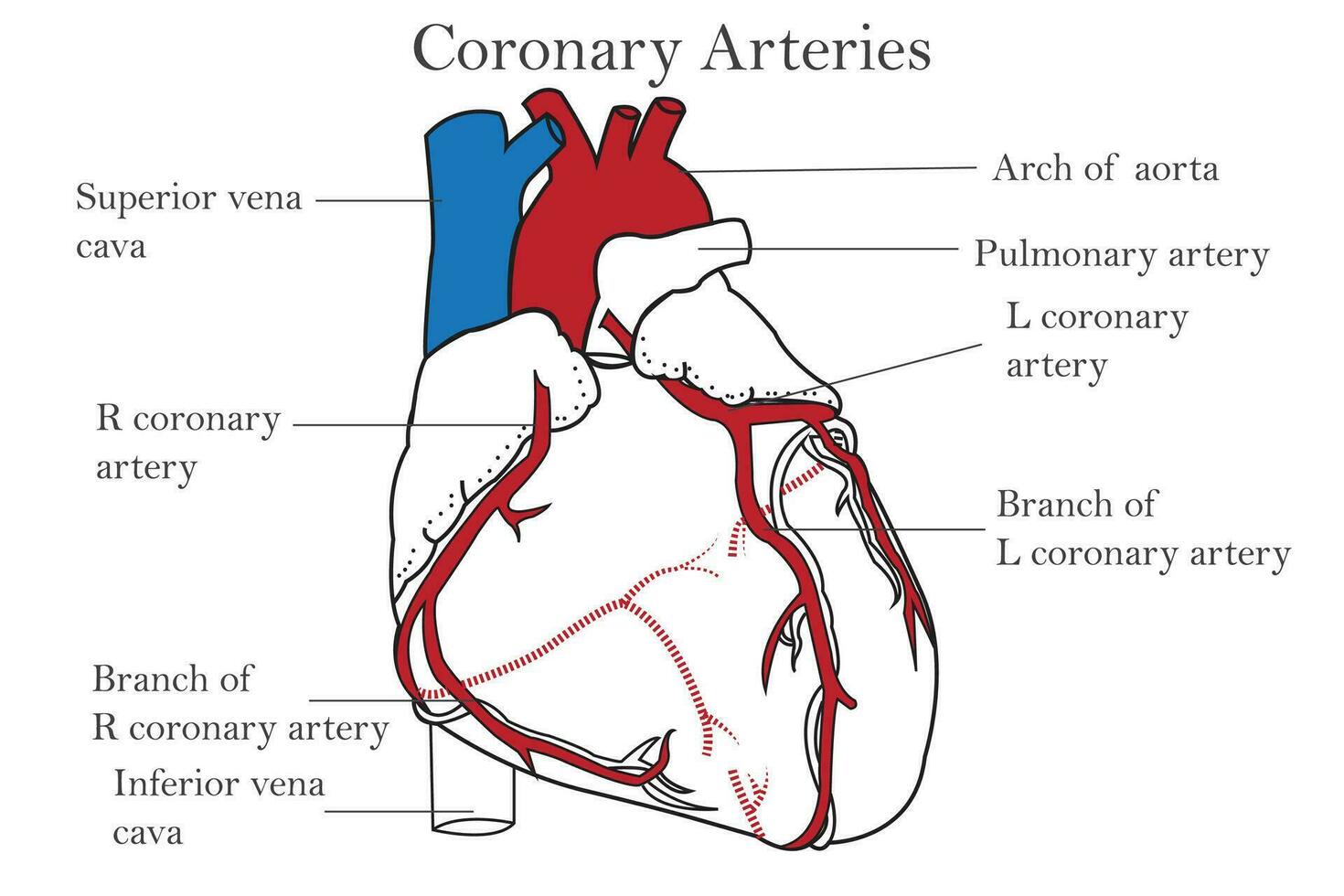 The coronary arteries of the heart, anterior view, including the aorta, left, and right coronary arteries.isolated on white background. Medical, healthcare, and science education. vector