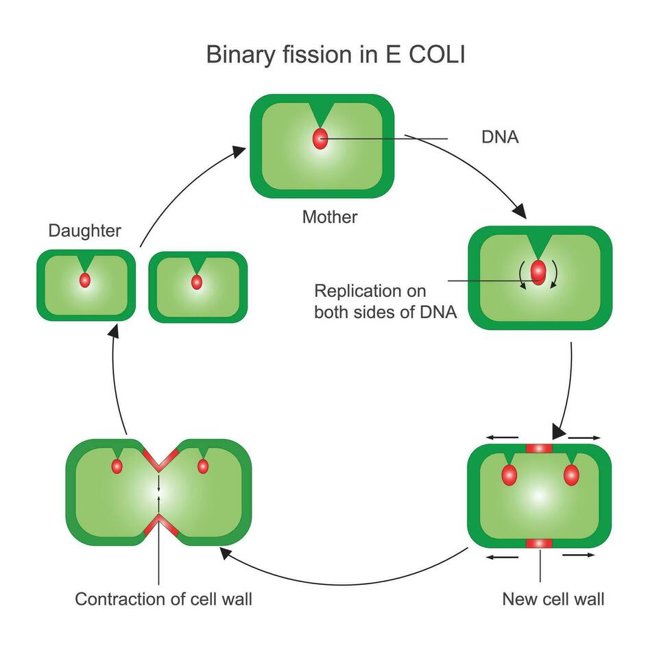 Reproduction in bacteria. vegetative reproduction. Binary fission in E Coli. Escherichia coli. vector illustration. useful for medical and biology .