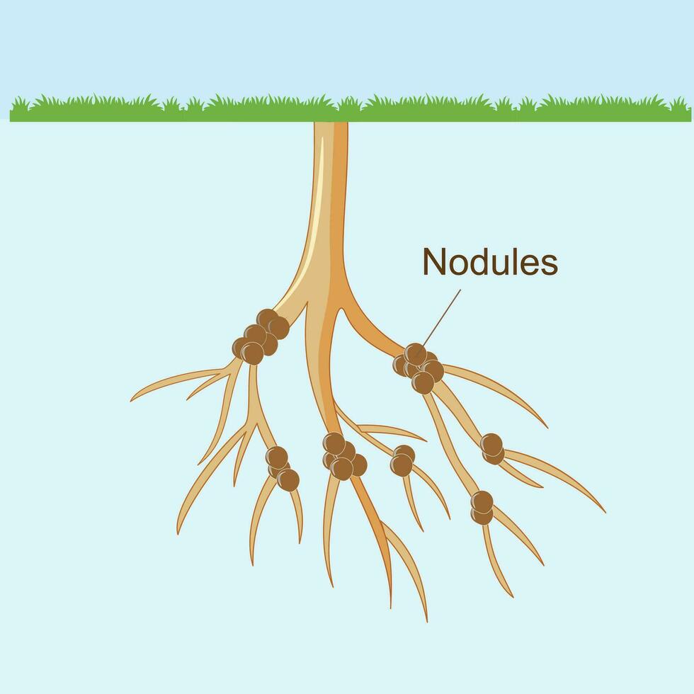 Bacteria nodules of roots.Root nodules associate with symbiotic nitrogen fixing bacteria known as Rhizobia. within legume nodules nitrogen gas is converted into ammonia. vector