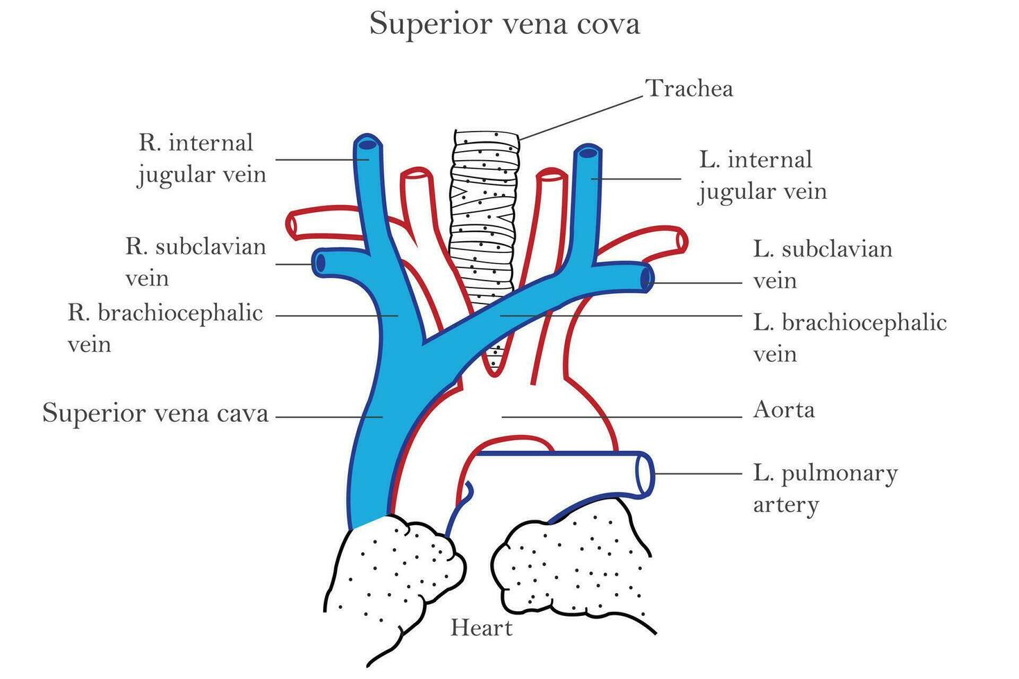 Superior vena cava and the veins which form it, seperior vena cava,it passes downwards along right border of sternum and ends in right atrium of heart, medical illustration vector