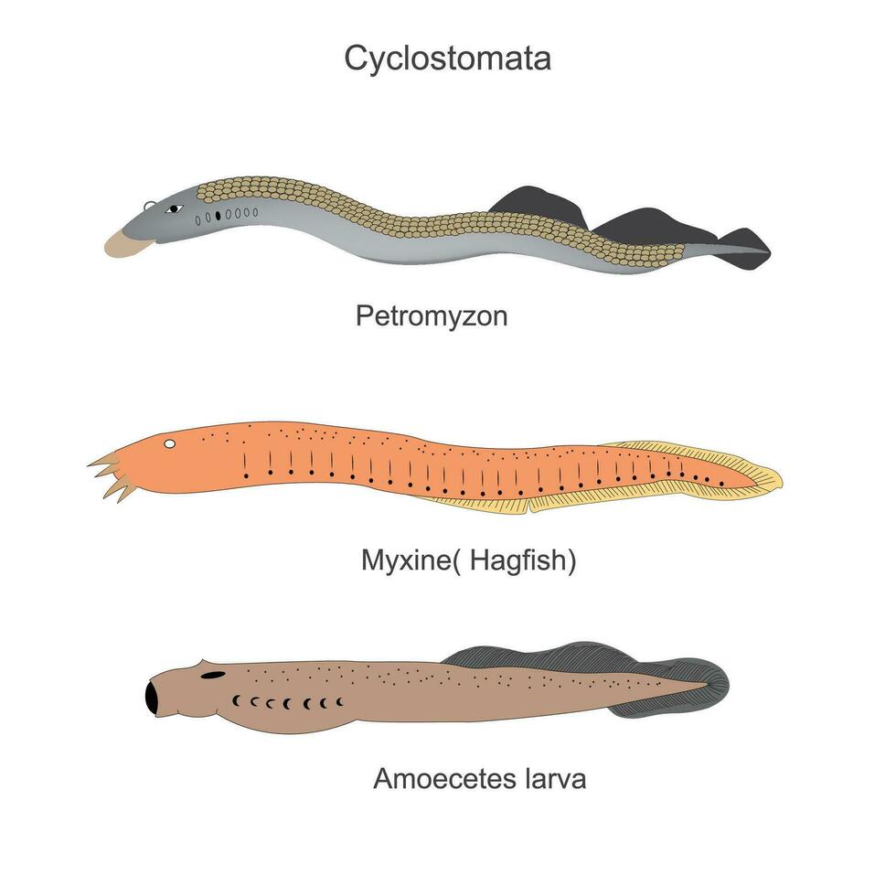 Cyclostomata, a group of vertebrates that comprises the living jawless ...