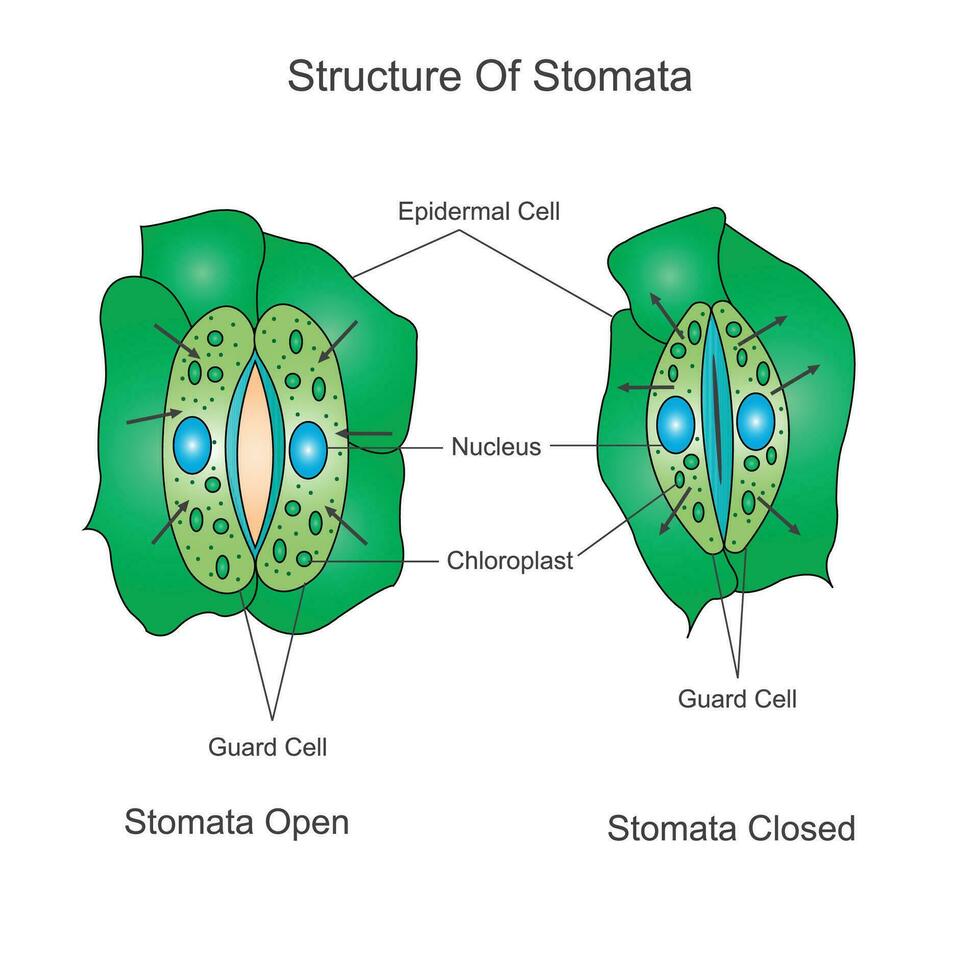 Structure of stomata. Opening and closing of stomata.Biological illustration. vector