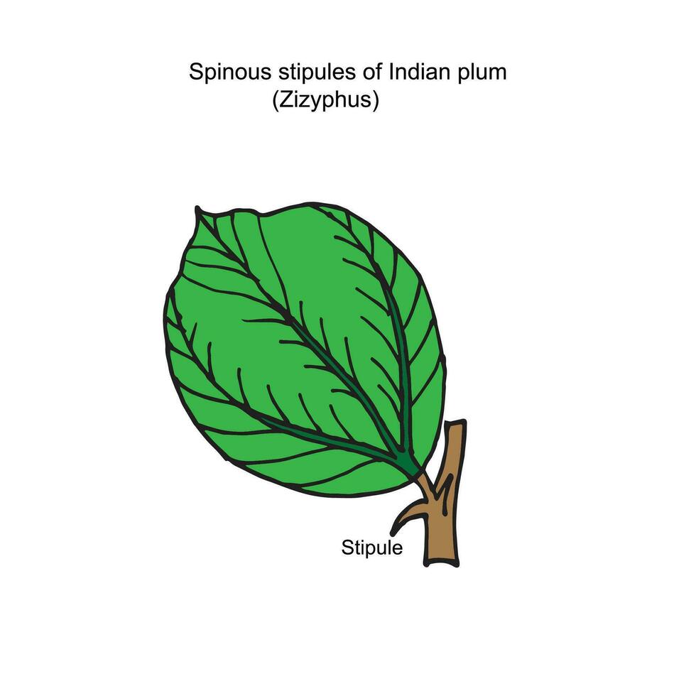 Spinous stipules of Indian plum,zizyphus, the stipules become modified two sharp spines, one on each side of leaf base, protection of leaves from herbivorous animals, botany illustration vector